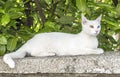 Relaxed white cat with blue and green eyes Royalty Free Stock Photo