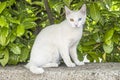 Relaxed white cat with blue and green eyes Royalty Free Stock Photo