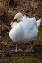 Relaxed white swan sleeping and resting after grooming its white feathers with the orange beak and black hump of the cygnus Royalty Free Stock Photo