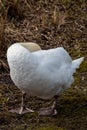 Relaxed white swan sleeping and resting after grooming its white feathers with the orange beak and black hump of the cygnus Royalty Free Stock Photo