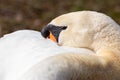 Relaxed white swan sleeping and resting after grooming its white feathers with the orange beak and black hump of the cygnus Royalty Free Stock Photo