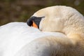 Relaxed white swan sleeping and resting after grooming its white feathers with the orange beak and black hump of the cygnus Royalty Free Stock Photo