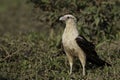 Relaxed Yellow-headed Caracara, Milvago chimachima, on the ground