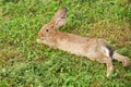 Relaxed young rabbit is lying in the grass a Summer`s evening. Blurred background with copy space Royalty Free Stock Photo