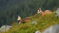 Relaxed young tatra chamois lying down on edge of hillside with mother Royalty Free Stock Photo