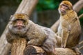 Relaxing barbary macaques Royalty Free Stock Photo
