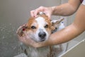 Relaxing bath foam of the funny welsh corgi pembroke dog. Dog taking a bubble bath in grooming salon