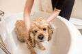 Relaxing bath foam to american cocker spaniel Royalty Free Stock Photo