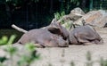 Three hippos relaxing on the beach