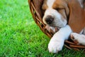 Relaxing Beagle puppy