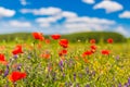 Summer poppy field under blue sky and clouds. Beautiful summer nature meadow and flowers background Royalty Free Stock Photo