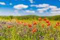 Summer poppy field under blue sky and clouds. Beautiful summer nature meadow and flowers background Royalty Free Stock Photo