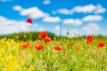 Summer poppy field under blue sky and clouds. Beautiful summer nature meadow and flowers background Royalty Free Stock Photo