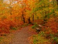 Relaxing bench in amber fall wood