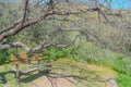 A relaxing bench under a tree in the wilderness in Superior, Penal County, Arizona USA