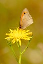 Orange Butterly with close wings on yellow blossom