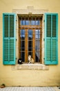 Relaxing cats outside a window Royalty Free Stock Photo