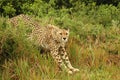 Relaxing Cheetah Royalty Free Stock Photo