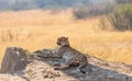 Relaxing Cheetah in the Kruger National Park, South Africa Royalty Free Stock Photo