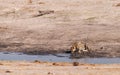 Relaxing Cheetah in the Kruger National Park, South Africa Royalty Free Stock Photo