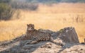 Relaxing Cheetah in the Kruger National Park, South Africa Royalty Free Stock Photo