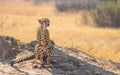 Relaxing Cheetah in the Kruger National Park, South Africa Royalty Free Stock Photo