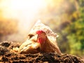 Relaxing of chicken hen lying in dirt soil against beautiful sun