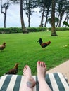 Relaxing with chickens in Kauai Royalty Free Stock Photo