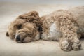 A Relaxing Cockapoo Dog Royalty Free Stock Photo