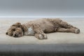 A Relaxing Cockapoo Dog Royalty Free Stock Photo