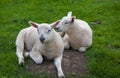 relaxing Cotswolds lambs - Broadway - England