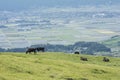 Relaxing cows on pasture Royalty Free Stock Photo