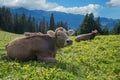 Relaxing cows on a pasture in switzerland Royalty Free Stock Photo