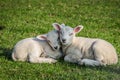 Relaxing cute Texel sheep Royalty Free Stock Photo