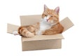 Relaxing cute tomcat in box