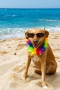 Relaxing dog at the beach Royalty Free Stock Photo