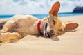 Relaxing dog on the beach Royalty Free Stock Photo