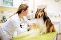 Relaxing dog before examinig at pet ambulance Royalty Free Stock Photo