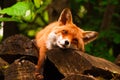 Relaxing Fox Royalty Free Stock Photo