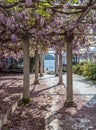 Relaxing front yard with pillars and wisteria flowers