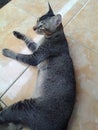 grayish black male cat lying on a yellow floor