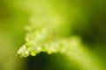 Extreme closeup of a fern`s tip Royalty Free Stock Photo