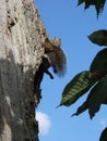 Relaxing Grey Squirrel in tree with fluffy tail and legs akimbo Royalty Free Stock Photo