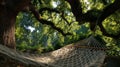 Relaxing Hammock Under Lush Green Tree Canopy Royalty Free Stock Photo
