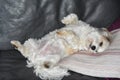 Relaxing havanese dog on the sofa