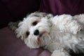 Relaxing havanese dog on the sofa