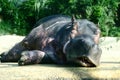 Relaxing hippopotamus