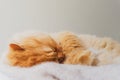 Relaxing Image of a Cute Cat Sleeping and Relaxed Snuggling on the bed. Animal Friendly Concept. Golden Persian Cat Kitten Royalty Free Stock Photo