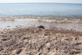 Landscape Beach Summer time Part of small brown sandy hill on Baltic shore. Royalty Free Stock Photo