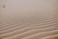 Relaxing landscape of perfect sand beach dunes created by the wind. Sand Texture Royalty Free Stock Photo